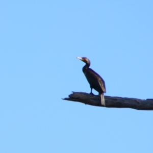 Phalacrocorax sulcirostris at Cecil Plains, QLD - 24 Jun 2024