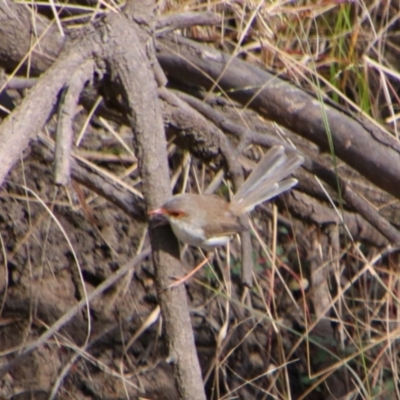 Malurus cyaneus (Superb Fairywren) at Cecil Plains, QLD - 24 Jun 2024 by MB