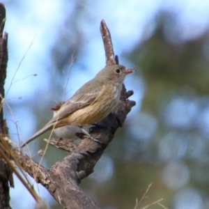 Pachycephala rufiventris at Cecil Plains, QLD - 24 Jun 2024