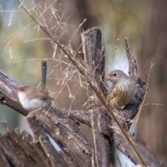 Pachycephala rufiventris at Cecil Plains, QLD - 24 Jun 2024 02:24 PM