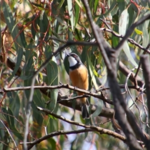 Pachycephala rufiventris at Cecil Plains, QLD - 24 Jun 2024