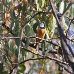 Pachycephala rufiventris at Cecil Plains, QLD - 24 Jun 2024