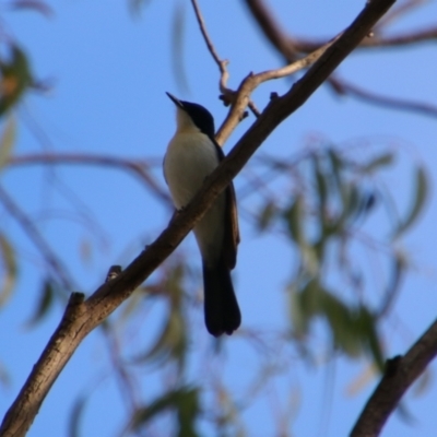 Myiagra inquieta (Restless Flycatcher) at Cecil Plains, QLD - 24 Jun 2024 by MB