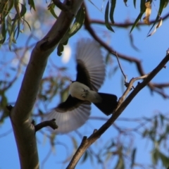 Myiagra inquieta at Cecil Plains, QLD - 24 Jun 2024 02:28 PM