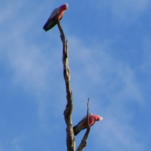 Eolophus roseicapilla at Cecil Plains, QLD - 24 Jun 2024 02:31 PM