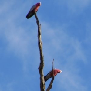 Eolophus roseicapilla at Cecil Plains, QLD - 24 Jun 2024