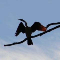 Anhinga novaehollandiae (Australasian Darter) at Cecil Plains, QLD - 24 Jun 2024 by MB