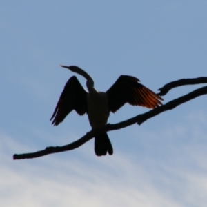 Anhinga novaehollandiae at Cecil Plains, QLD - 24 Jun 2024 02:32 PM