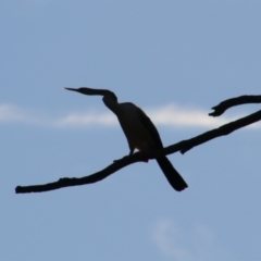 Anhinga novaehollandiae at Cecil Plains, QLD - 24 Jun 2024