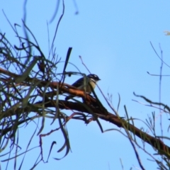 Rhipidura albiscapa (Grey Fantail) at Cecil Plains, QLD - 24 Jun 2024 by MB