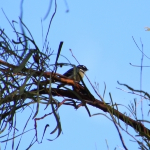 Rhipidura albiscapa at Cecil Plains, QLD - 24 Jun 2024