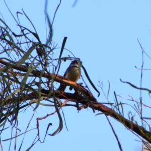 Rhipidura albiscapa at Cecil Plains, QLD - 24 Jun 2024