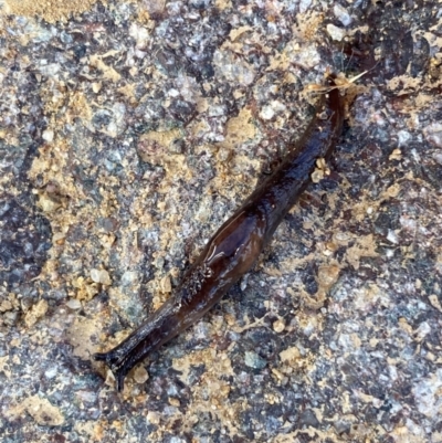 Milax gagates (Black-keeled Slug) at Molonglo River Reserve - 24 Jun 2024 by SteveBorkowskis