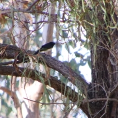 Rhipidura leucophrys (Willie Wagtail) at Cecil Plains, QLD - 24 Jun 2024 by MB