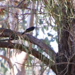 Rhipidura leucophrys at Cecil Plains, QLD - 24 Jun 2024