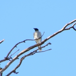 Coracina novaehollandiae at Cecil Plains, QLD - 24 Jun 2024