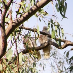 Cacatua sanguinea (Little Corella) at Cecil Plains, QLD - 24 Jun 2024 by MB