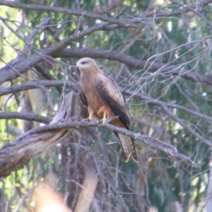 Milvus migrans at Cecil Plains, QLD - 24 Jun 2024 03:16 PM