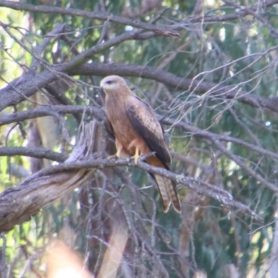 Milvus migrans (Black Kite) at Cecil Plains, QLD - 24 Jun 2024 by MB