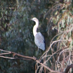 Ardea pacifica at Cecil Plains, QLD - 24 Jun 2024