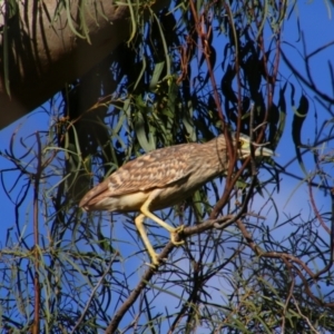 Nycticorax caledonicus at Cecil Plains, QLD - 24 Jun 2024 03:33 PM