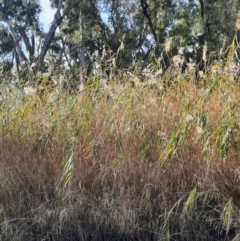 Phragmites australis at Cecil Plains, QLD - 24 Jun 2024 by MB