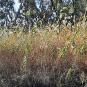Phragmites australis at Cecil Plains, QLD - 24 Jun 2024 03:14 PM