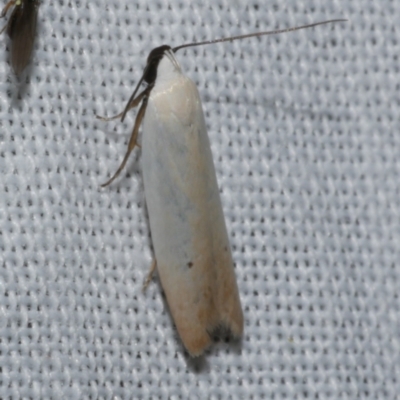 Scieropepla polyxesta (A Gelechioid moth (Xyloryctidae)) at WendyM's farm at Freshwater Ck. - 21 Dec 2022 by WendyEM
