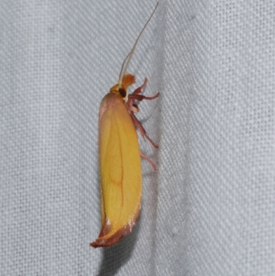Wingia aurata (Golden Leaf Moth) at Freshwater Creek, VIC - 21 Dec 2022 by WendyEM