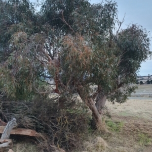 Eucalyptus dives at QPRC LGA - 24 Jun 2024 04:59 PM