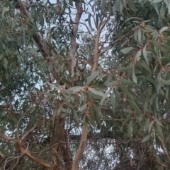 Eucalyptus dives at QPRC LGA - 24 Jun 2024 04:59 PM