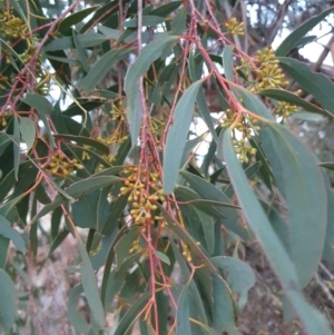 Eucalyptus dives at QPRC LGA - 24 Jun 2024 04:59 PM