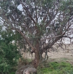 Eucalyptus dives at QPRC LGA - 24 Jun 2024 04:59 PM