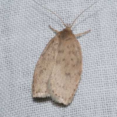 Garrha rubella (A Concealer moth) at Freshwater Creek, VIC - 21 Dec 2022 by WendyEM
