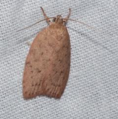 Garrha repandula (a Concealer Moth) at WendyM's farm at Freshwater Ck. - 22 Dec 2022 by WendyEM