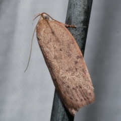 Garrha repandula (a Concealer Moth) at Freshwater Creek, VIC - 21 Dec 2022 by WendyEM