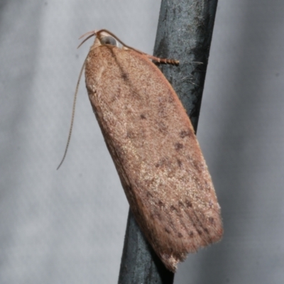 Garrha repandula (a Concealer Moth) at WendyM's farm at Freshwater Ck. - 22 Dec 2022 by WendyEM