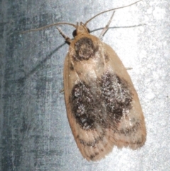 Garrha ocellifera (A concealer moth) at Freshwater Creek, VIC - 21 Dec 2022 by WendyEM