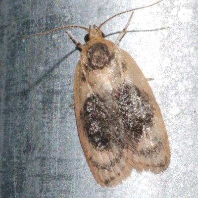 Garrha ocellifera (A concealer moth) at Freshwater Creek, VIC - 21 Dec 2022 by WendyEM