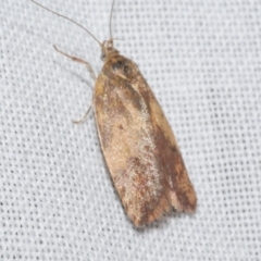 Garrha absumptella (Garrha absumptella) at Freshwater Creek, VIC - 21 Dec 2022 by WendyEM