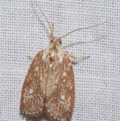 Euchaetis metallota (Euchaetis metallota) at Freshwater Creek, VIC - 21 Dec 2022 by WendyEM