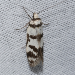 Philobota impletella Group at WendyM's farm at Freshwater Ck. - 21 Dec 2022 10:02 PM