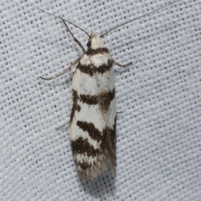 Philobota impletella Group (A concealer moth) at WendyM's farm at Freshwater Ck. - 21 Dec 2022 by WendyEM