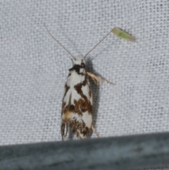 Machetis aphrobola (A Concealer moth (Barea Group)) at WendyM's farm at Freshwater Ck. - 21 Dec 2022 by WendyEM