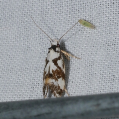 Machetis aphrobola (A Concealer moth (Barea Group)) at Freshwater Creek, VIC - 21 Dec 2022 by WendyEM