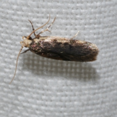 Hoplostega ochroma (a Eulechria Group moth) at Freshwater Creek, VIC - 21 Dec 2022 by WendyEM