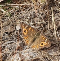 Junonia villida (Meadow Argus) at Evatt, ACT - 8 Jun 2024 by AlexJ