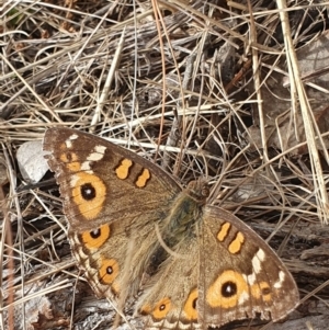 Junonia villida at Evatt, ACT - 8 Jun 2024