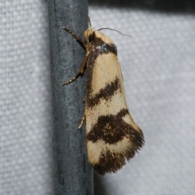 Olbonoma triptycha (Chezela Group) at Freshwater Creek, VIC - 21 Dec 2022 by WendyEM