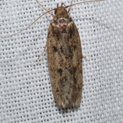 Hofmannophila pseudospretella (Brown House Moth) at WendyM's farm at Freshwater Ck. - 21 Dec 2022 by WendyEM